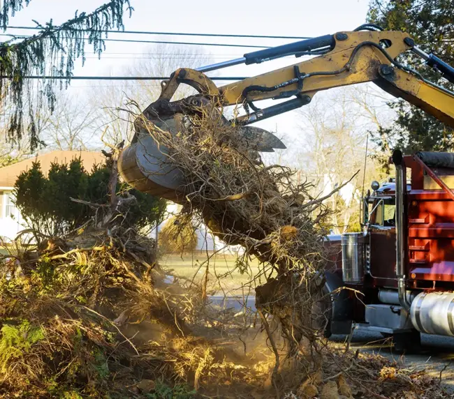 old-trees-are-being-removed-in-cities-tree-trunk